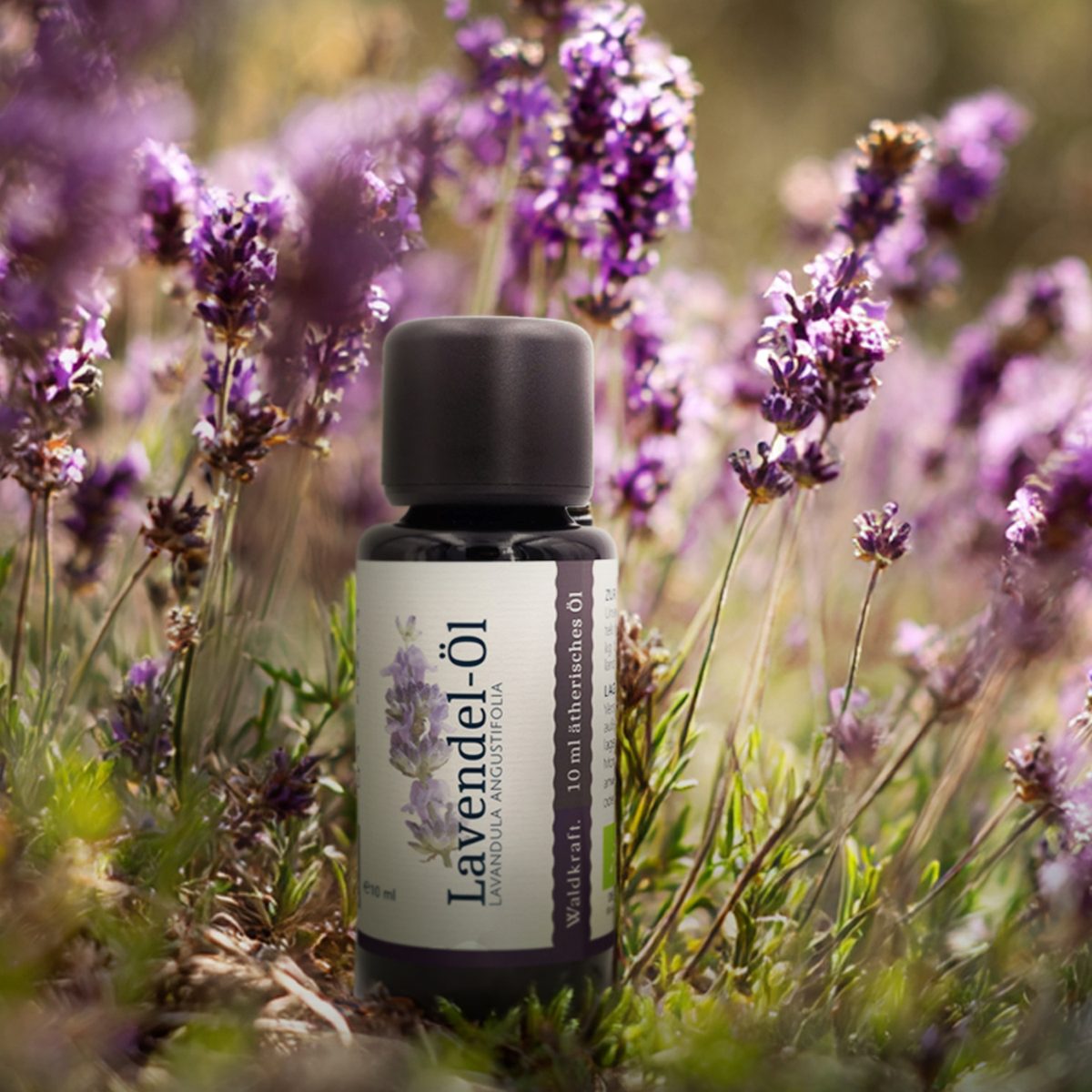BIO Ätherisches Lavendel-Öl - 10ml — Bild 3