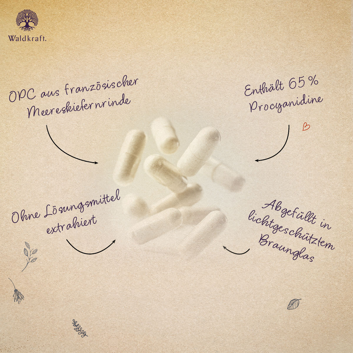 OPC Pycnogenol® - 60 Kapseln