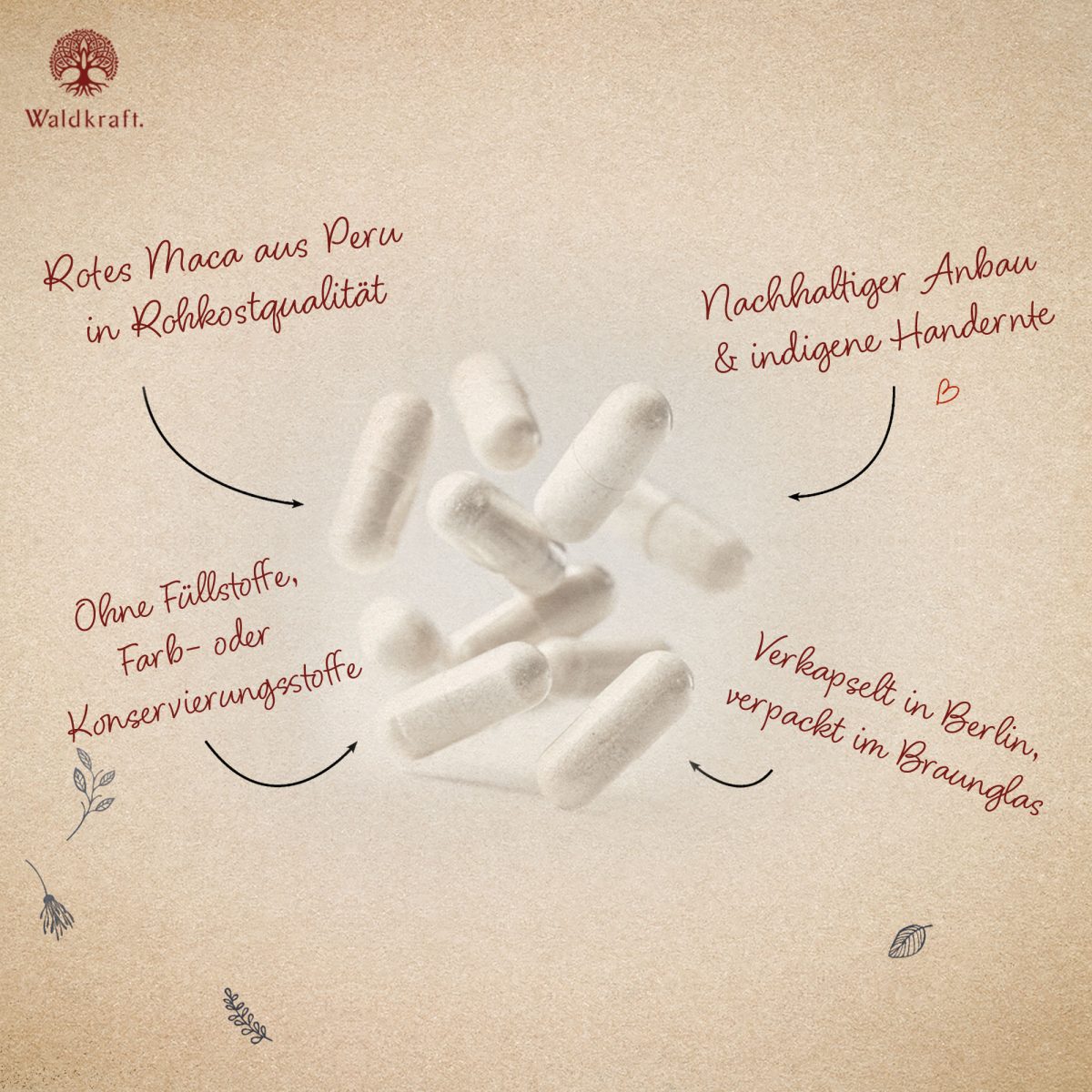 Schwarzes Maca-Extrakt 20:1 - 120 Kapseln